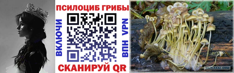 Псилоцибиновые грибы Psilocybine cubensis  Купить где  Всеволожск 